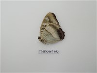 藏品(蛺蝶科(1))的圖片